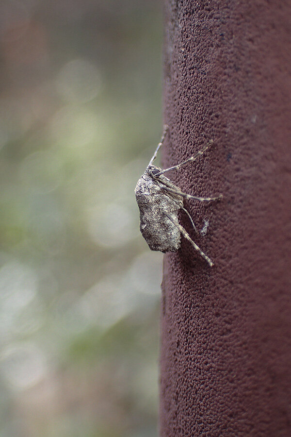 01171205_fumei_fuyus_fm2