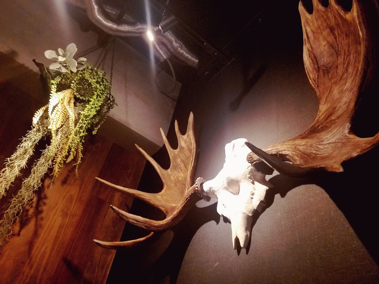 Mondial Kaffee 328 Gold Rush 大きな鹿の角が飾ってあるオシャレな福島のカフェ Jitensha Danshiのblog