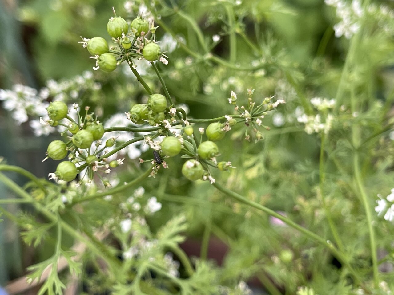 パクチーの実 生りました 世田谷自転車生活