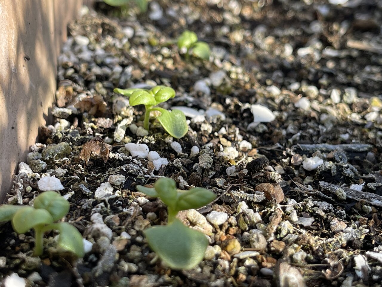 バジル 屋上菜園 芽が出ました 世田谷自転車生活
