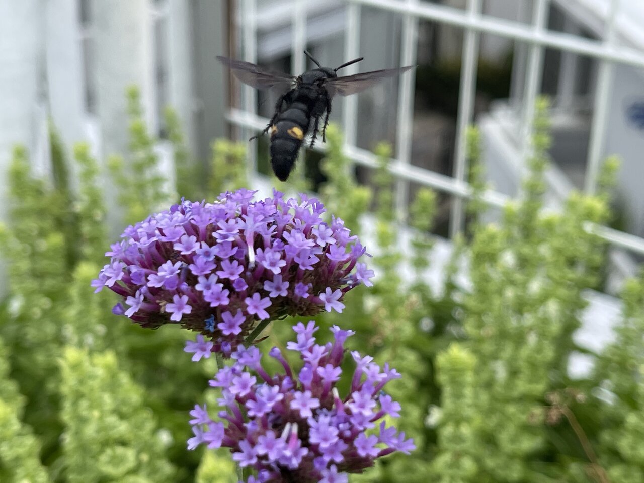 バジルの花盛り 屋上菜園 世田谷自転車生活 バジルの花盛り 屋上菜園 世田谷自転車生活