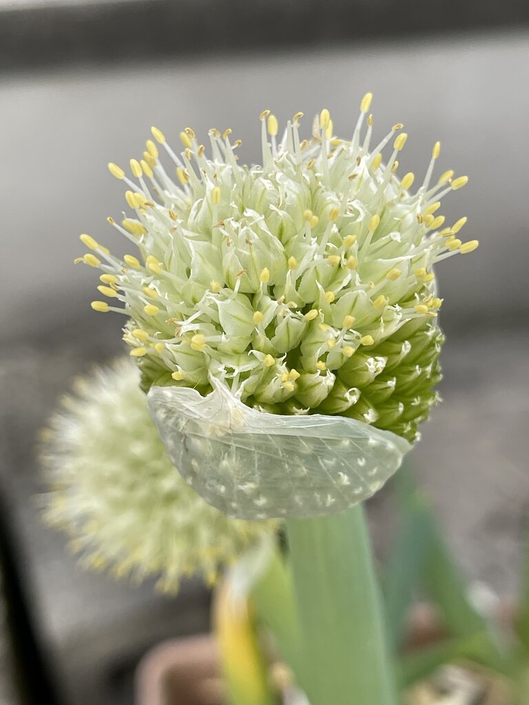 ネギ坊主 何だか楽しそう 世田谷自転車生活