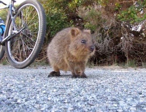 サイクリング中に幸せそうなクアッカワラビーと遭遇 たわむれる じてそく サイクリング中に幸せそうなクアッカワラビーと遭遇 たわむれる じてそく