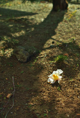 SDIM0123