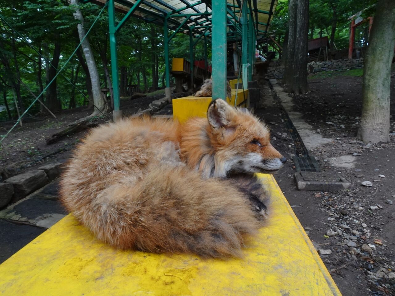 06 28 アライさんとフェネックと行く宮城 蔵王キツネ村の旅 横浜工廠の生産記録 旅の記録
