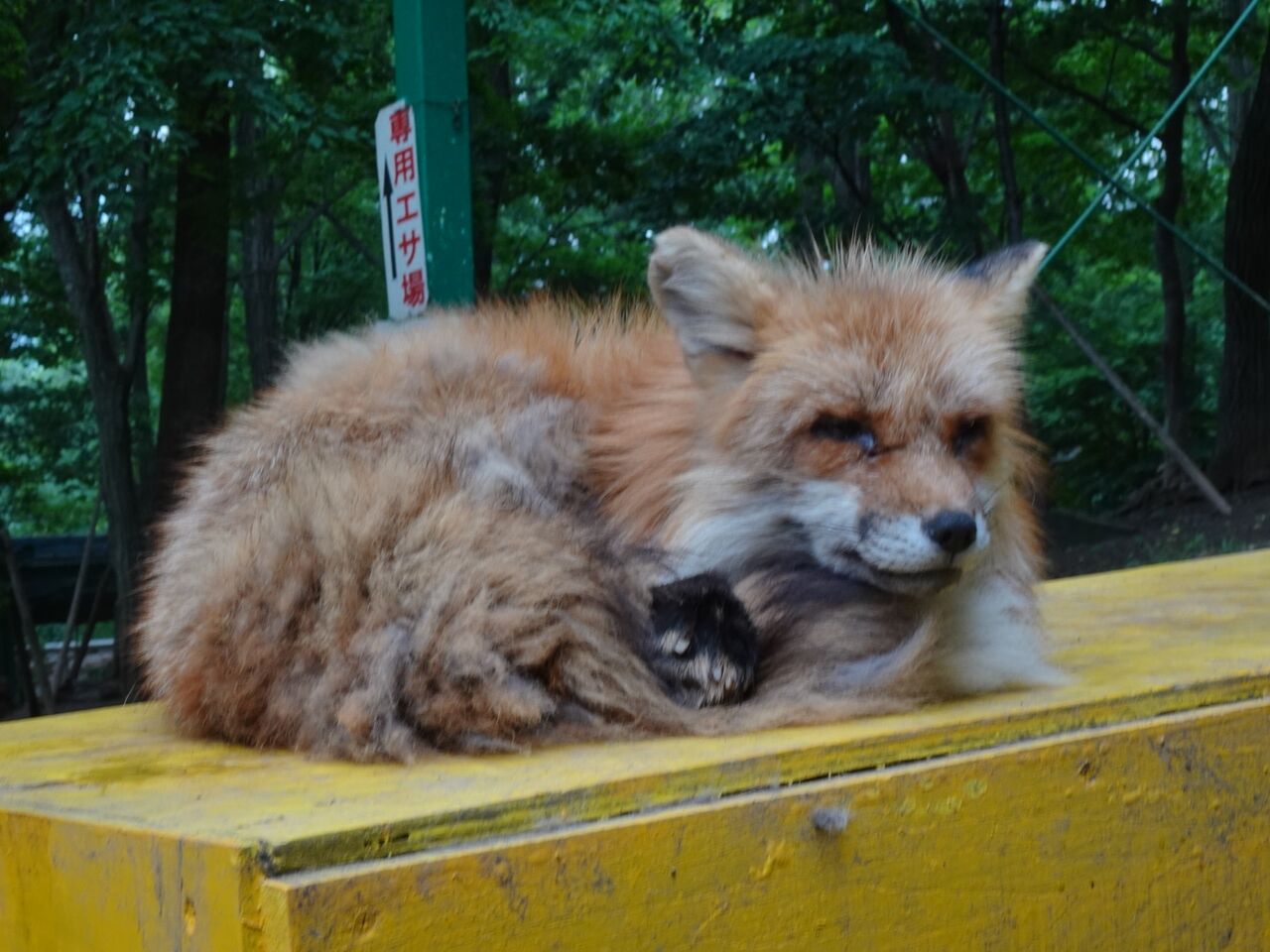 06 28 アライさんとフェネックと行く宮城 蔵王キツネ村の旅 横浜工廠の生産記録 旅の記録