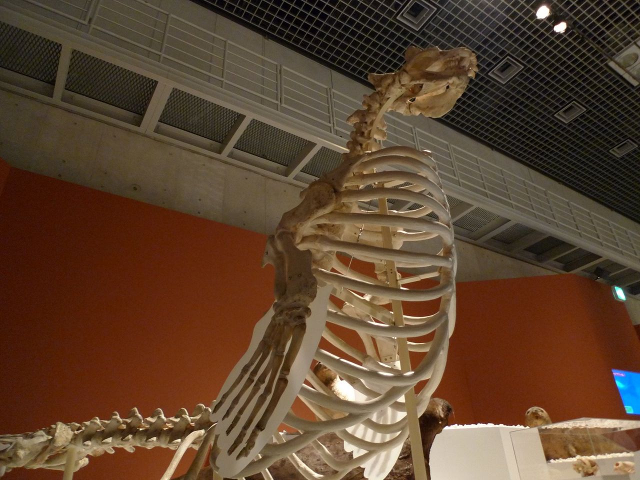 ミナミゾウアザラシ 骨格 国立科学博物館 大哺乳類展 それって