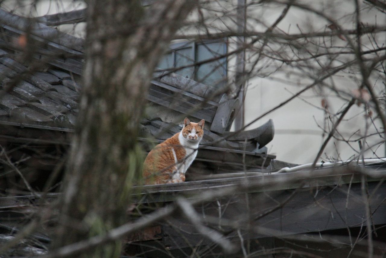 屋根の上の猫 それって 屋根の上の猫 それって