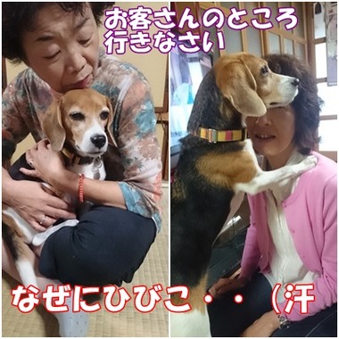 ひびこ人見知り