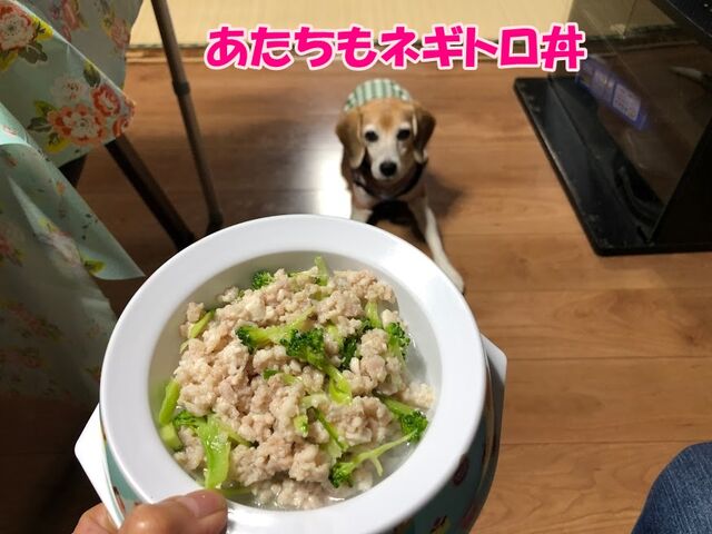 4日目の夜は婆にお披露目 ガオだらけな日々 4日目の夜は婆にお披露目 ガオだらけな日々