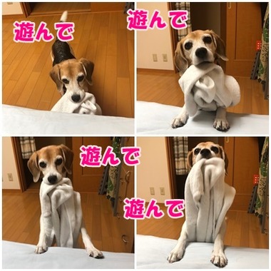 タオル