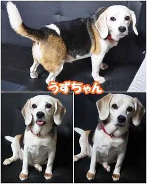 うず