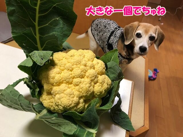 カリフラワーレシピご参考に ガオだらけな日々