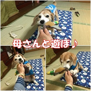 母さんと遊ぶ