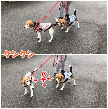クンクンばちっ