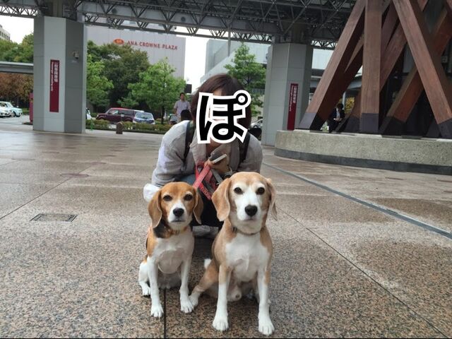 ガオだらけな日々