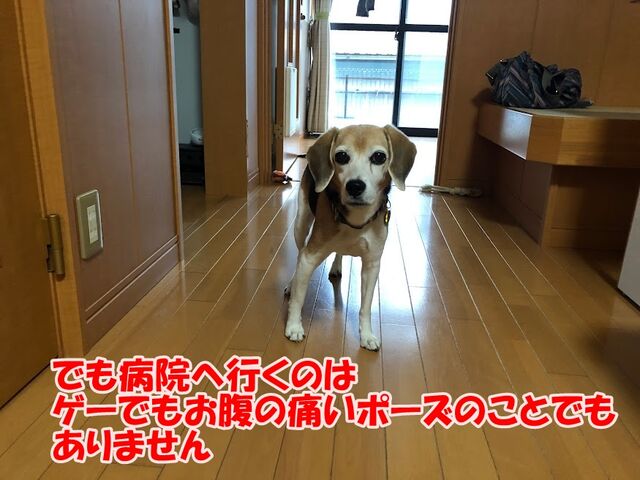病院行かなきゃ ガオだらけな日々