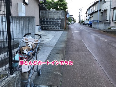 IMG_3675 2019