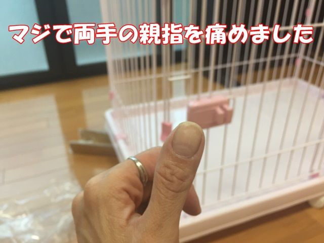 お部屋に入れないあたち ガオだらけな日々 お部屋に入れないあたち ガオだらけな日々