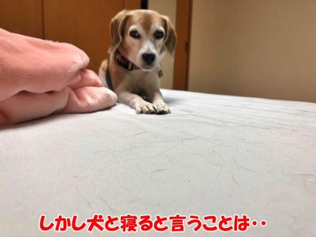 ガオだらけな日々