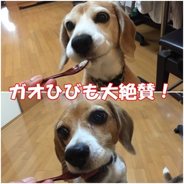 ガオひび豆乳プリン