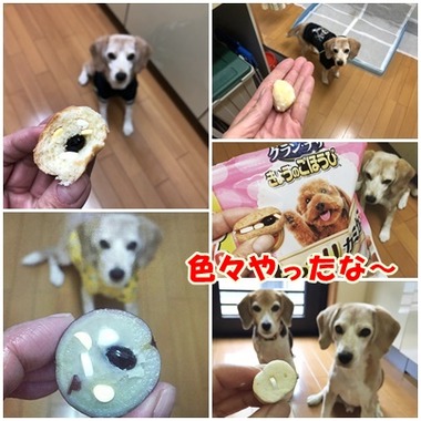 お薬作戦