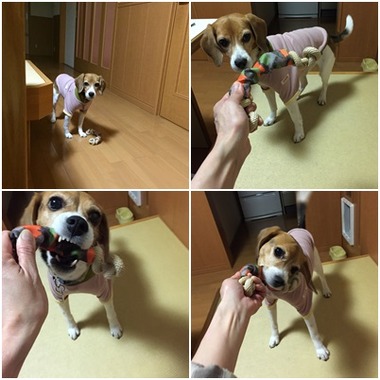 ひびことルークラン