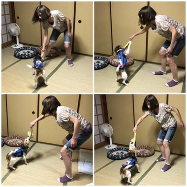 せーことひびこ