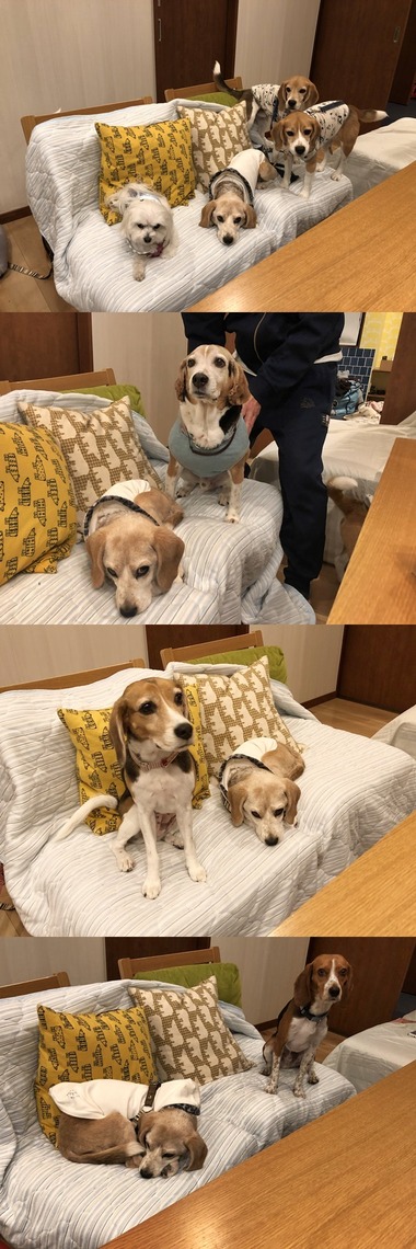 ガオと撮影会