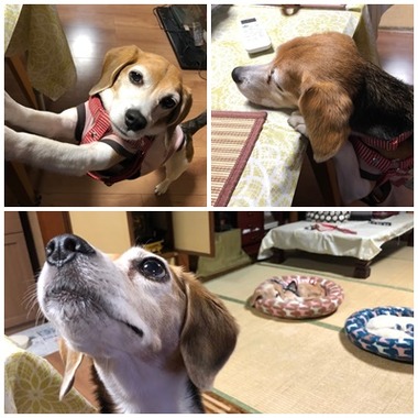 テーブルひびこ