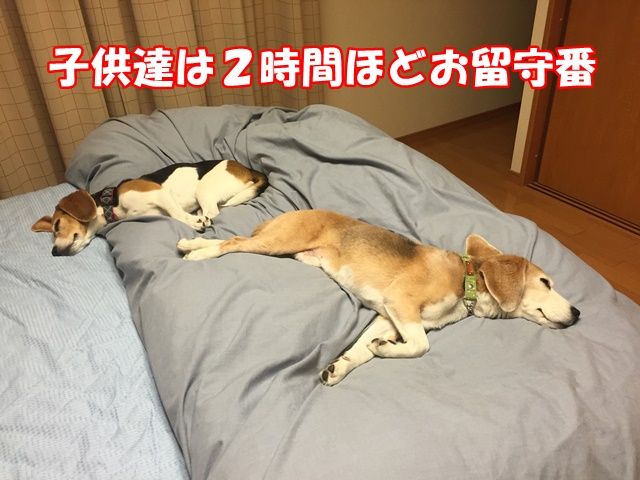 利用者:捨て身タックル泥人形