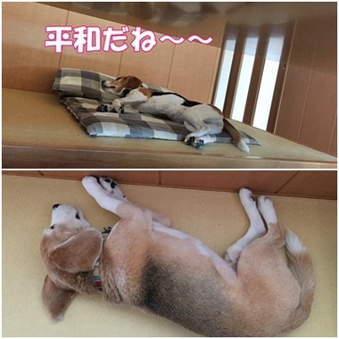 平和な寝姿
