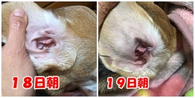 耳18日19日