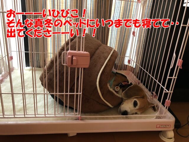 110円で夏仕様 ガオだらけな日々 110円で夏仕様 ガオだらけな日々