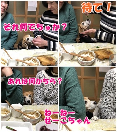 ひびこ