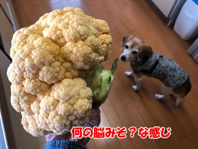 カリフラワーレシピご参考に ガオだらけな日々