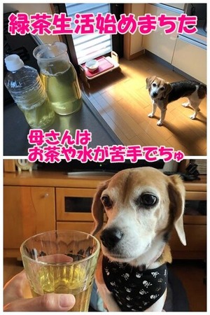 緑茶生活