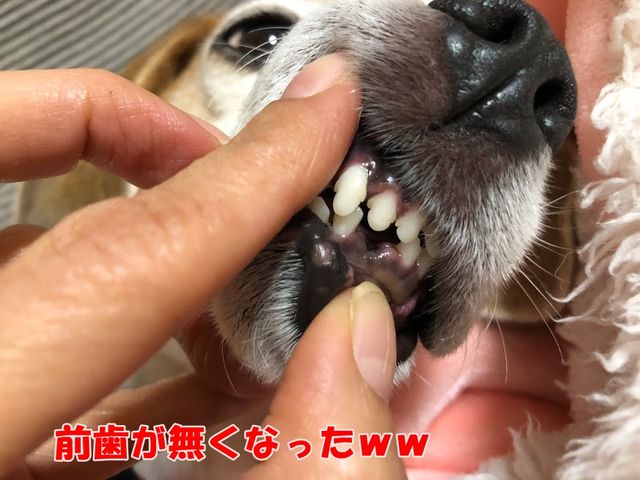 歯石除去後のあたち披露 ガオだらけな日々