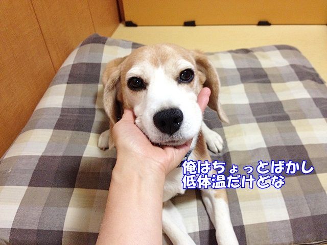 犬嫌いなおじさんへ ガオだらけな日々