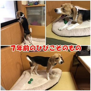 パピー