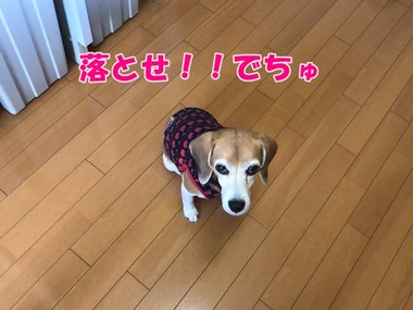 DQJP0661