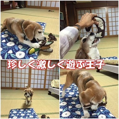 ガオ遊ぶ