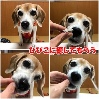 めぎす