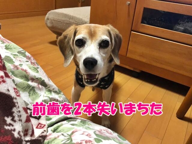 プロフィールと9月23日 ガオだらけな日々 プロフィールと9月23日 ガオだらけな日々