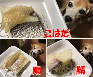 押し寿司