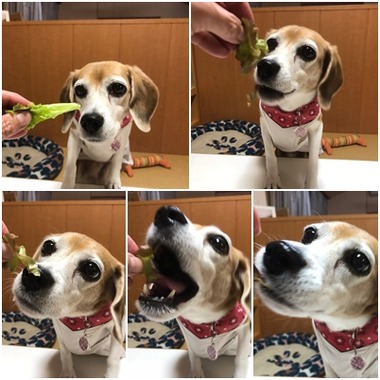 チャプチェ