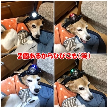 ヘッドライト