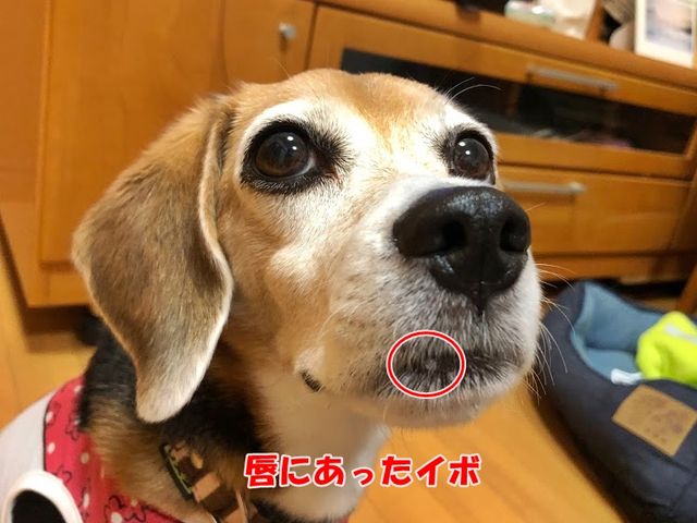 歯石除去後のあたち披露 ガオだらけな日々 歯石除去後のあたち披露 ガオだらけな日々