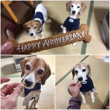 ボーンクッキー