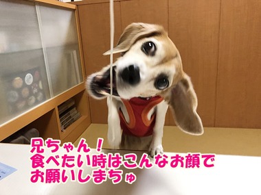 IMG_3763 - コピー